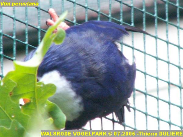 WALSRODE VOGELPARK - ALLEMAGNE - Voyage PF 2005 PICT7036