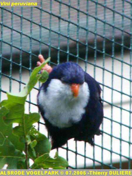 WALSRODE VOGELPARK - ALLEMAGNE - Voyage PF 2005 PICT7043