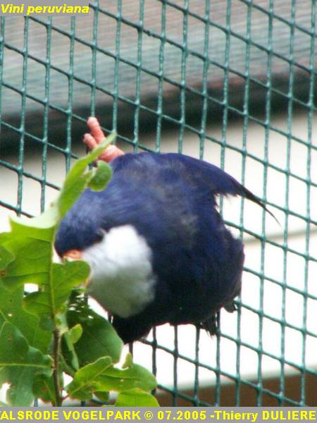 WALSRODE VOGELPARK - ALLEMAGNE - Voyage PF 2005 PICT7044