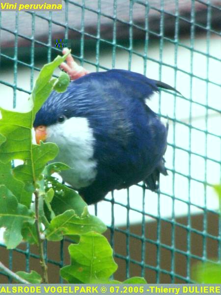 WALSRODE VOGELPARK - ALLEMAGNE - Voyage PF 2005 PICT7046