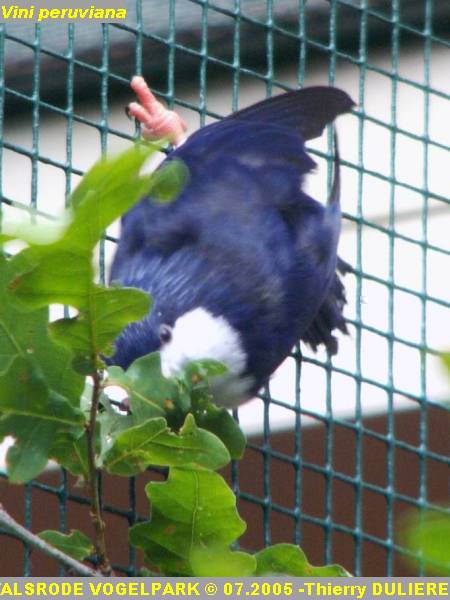 WALSRODE VOGELPARK - ALLEMAGNE - Voyage PF 2005 PICT7048