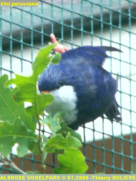 WALSRODE VOGELPARK - ALLEMAGNE - Voyage PF 2005 PICT7051