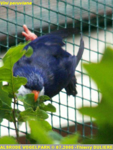 WALSRODE VOGELPARK - ALLEMAGNE - Voyage PF 2005 PICT7053