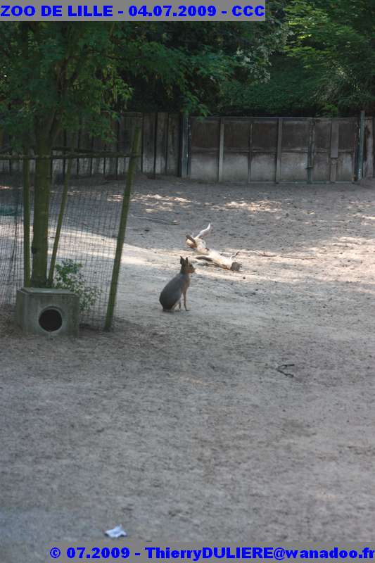 UN SAMEDI AU ZOO DE LILLE ZOO%20LILLE%20-%2009.07.04%20-%20026