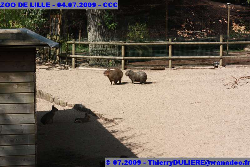 UN SAMEDI AU ZOO DE LILLE ZOO%20LILLE%20-%2009.07.04%20-%20031