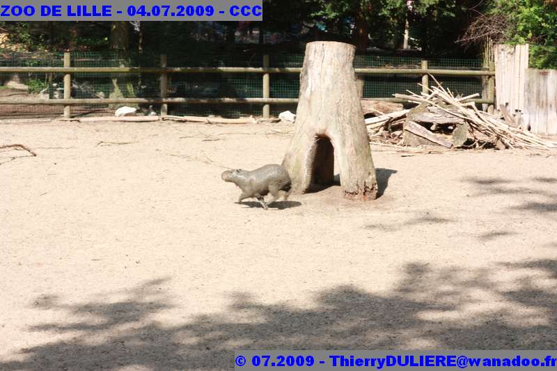 UN SAMEDI AU ZOO DE LILLE ZOO%20LILLE%20-%2009.07.04%20-%20044