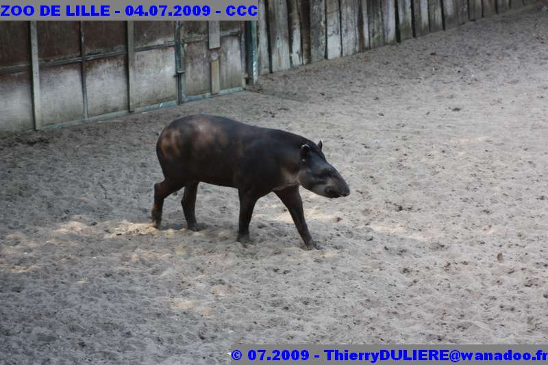 UN SAMEDI AU ZOO DE LILLE ZOO%20LILLE%20-%2009.07.04%20-%20055