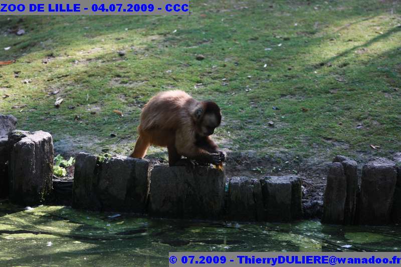 UN SAMEDI AU ZOO DE LILLE ZOO%20LILLE%20-%2009.07.04%20-%20081