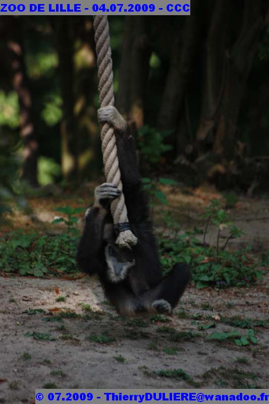 UN SAMEDI AU ZOO DE LILLE ZOO%20LILLE%20-%2009.07.04%20-%20140