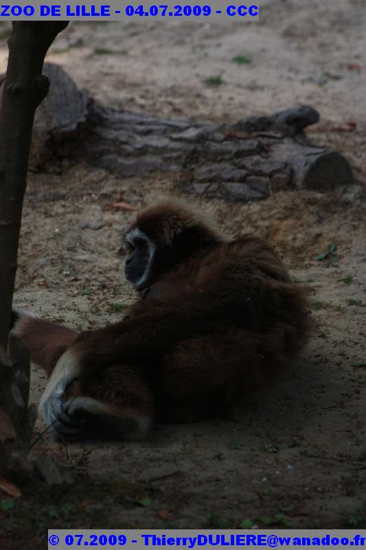 UN SAMEDI AU ZOO DE LILLE ZOO%20LILLE%20-%2009.07.04%20-%20141