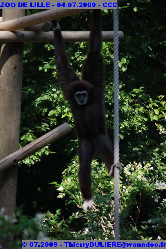 UN SAMEDI AU ZOO DE LILLE ZOO%20LILLE%20-%2009.07.04%20-%20142