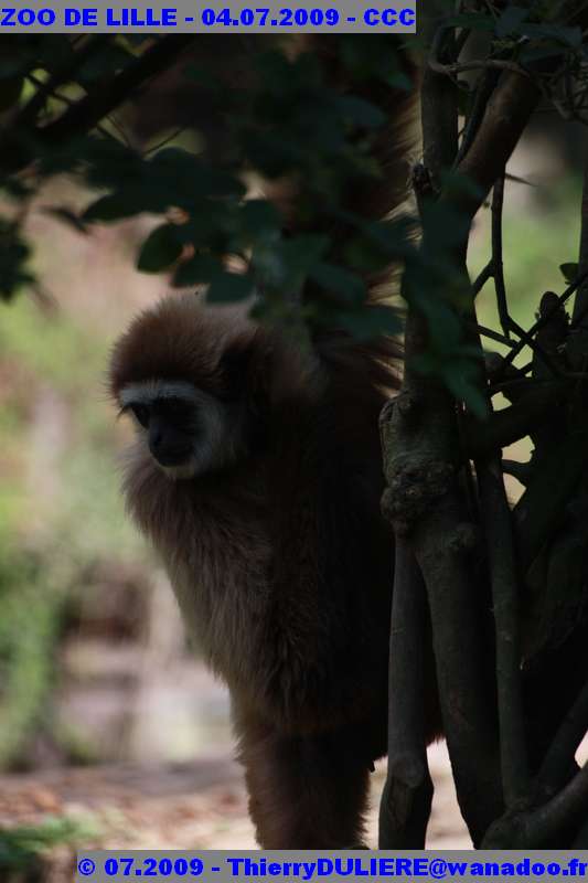 UN SAMEDI AU ZOO DE LILLE ZOO%20LILLE%20-%2009.07.04%20-%20151