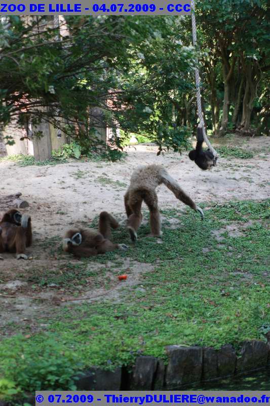 UN SAMEDI AU ZOO DE LILLE ZOO%20LILLE%20-%2009.07.04%20-%20153