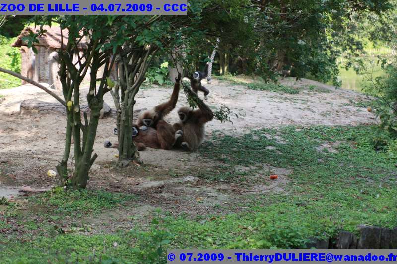 UN SAMEDI AU ZOO DE LILLE ZOO%20LILLE%20-%2009.07.04%20-%20154