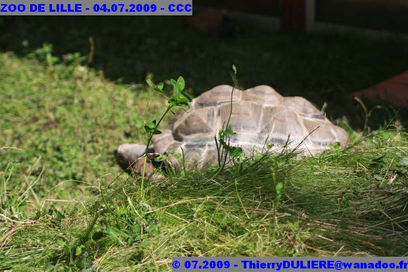 UN SAMEDI AU ZOO DE LILLE ZOO%20LILLE%20-%2009.07.04%20-%20161