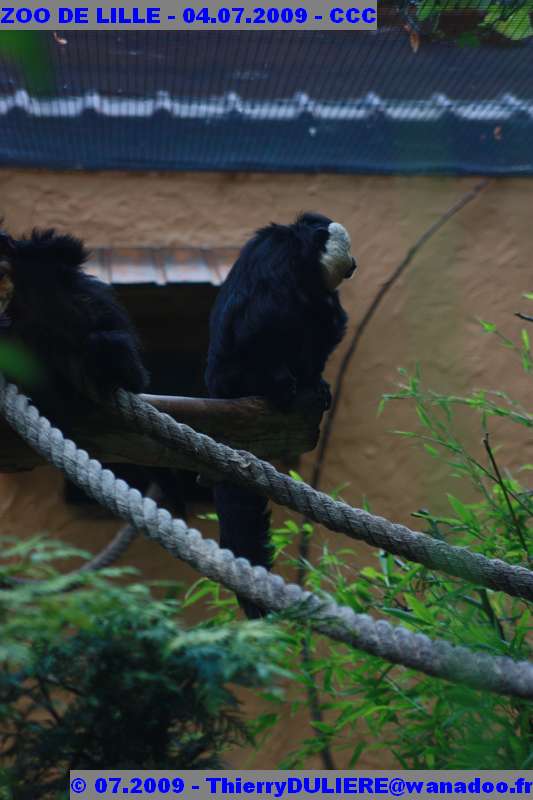 UN SAMEDI AU ZOO DE LILLE ZOO%20LILLE%20-%2009.07.04%20-%20187