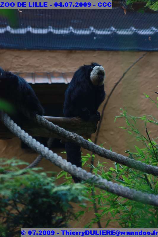 UN SAMEDI AU ZOO DE LILLE ZOO%20LILLE%20-%2009.07.04%20-%20188