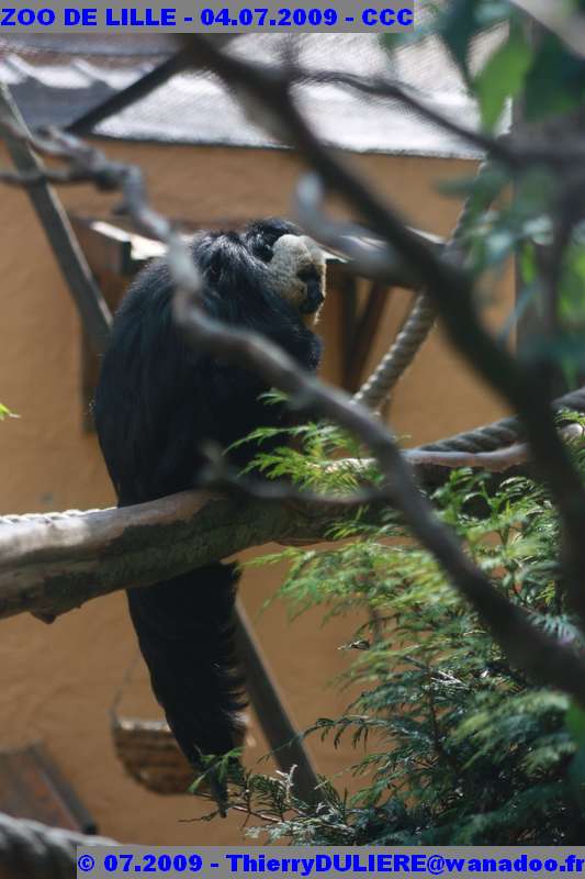 UN SAMEDI AU ZOO DE LILLE ZOO%20LILLE%20-%2009.07.04%20-%20189