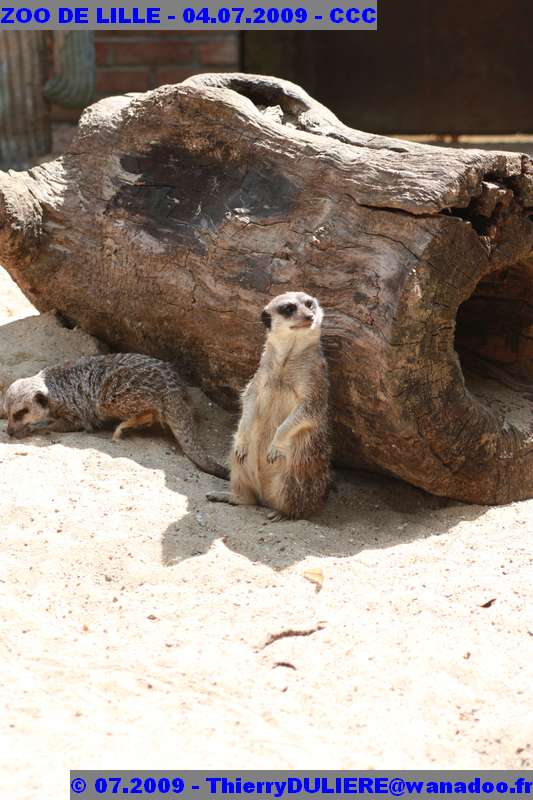 UN SAMEDI AU ZOO DE LILLE ZOO%20LILLE%20-%2009.07.04%20-%20193