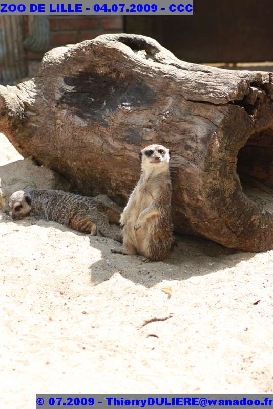 UN SAMEDI AU ZOO DE LILLE ZOO%20LILLE%20-%2009.07.04%20-%20194