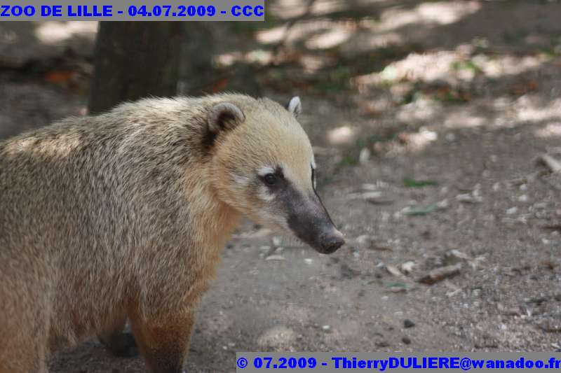 UN SAMEDI AU ZOO DE LILLE ZOO%20LILLE%20-%2009.07.04%20-%20197