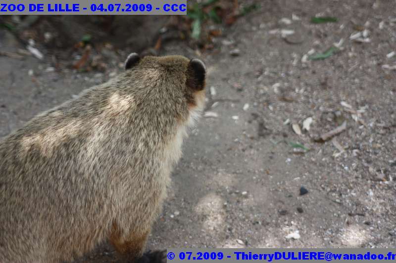 UN SAMEDI AU ZOO DE LILLE ZOO%20LILLE%20-%2009.07.04%20-%20198