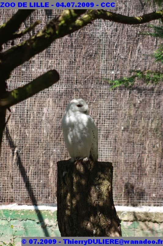 UN SAMEDI AU ZOO DE LILLE ZOO%20LILLE%20-%2009.07.04%20-%20202