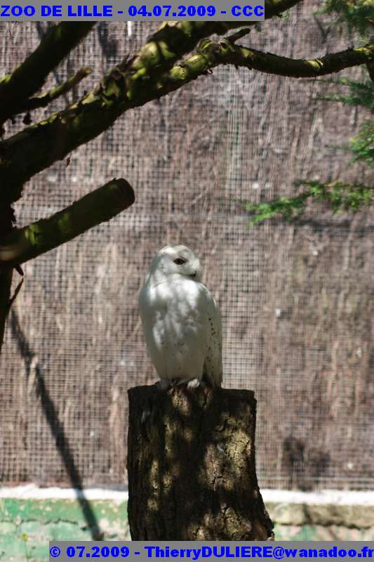 UN SAMEDI AU ZOO DE LILLE ZOO%20LILLE%20-%2009.07.04%20-%20203