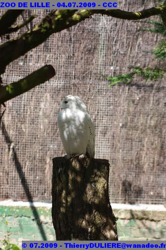 UN SAMEDI AU ZOO DE LILLE ZOO%20LILLE%20-%2009.07.04%20-%20204