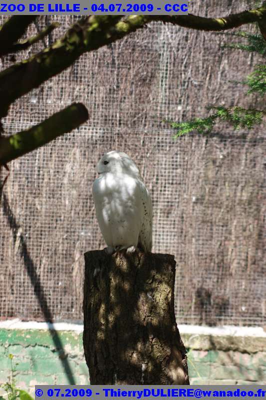 UN SAMEDI AU ZOO DE LILLE ZOO%20LILLE%20-%2009.07.04%20-%20205