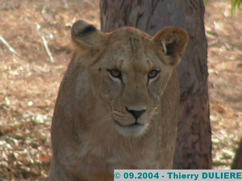 PARC ZOOLOGIQUE NATIONAL RABAT-TEMARA MAROC - 09.2004 ZOO%20RABAT%2009.2004%20051