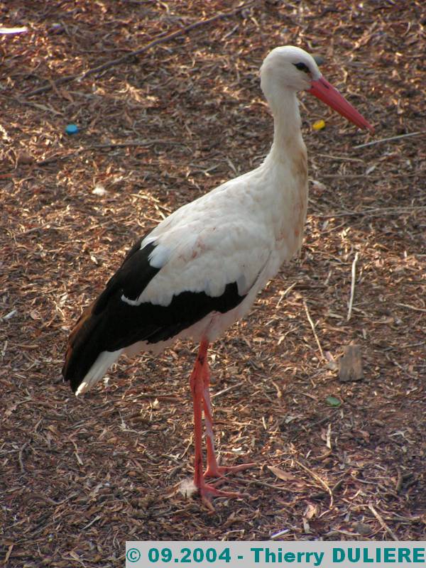 PARC ZOOLOGIQUE NATIONAL RABAT-TEMARA MAROC - 09.2004 ZOO%20RABAT%2009.2004%20062