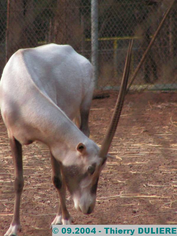 PARC ZOOLOGIQUE NATIONAL RABAT-TEMARA MAROC - 09.2004 ZOO%20RABAT%2009.2004%20076