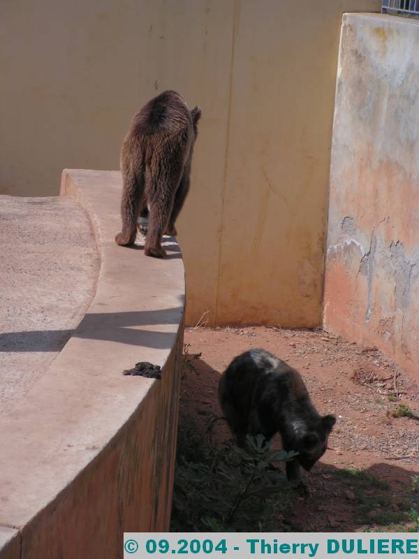 PARC ZOOLOGIQUE NATIONAL RABAT-TEMARA MAROC - 09.2004 ZOO%20RABAT%2009.2004%20103