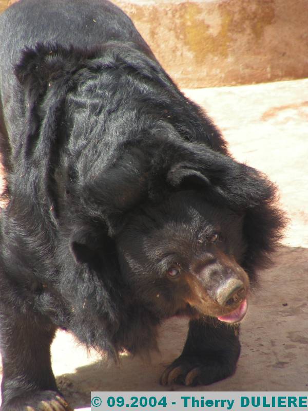 PARC ZOOLOGIQUE NATIONAL RABAT-TEMARA MAROC - 09.2004 ZOO%20RABAT%2009.2004%20121