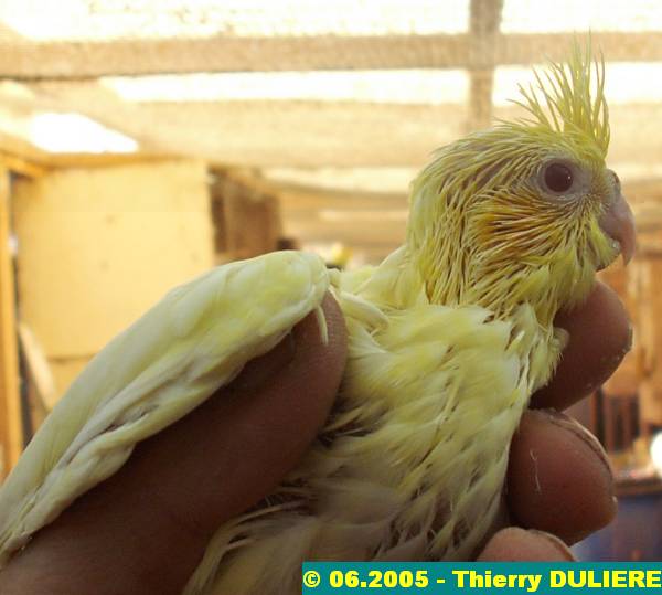 joues jaunes bronze fallow cinnamon opaline - CALOPSITTES JOUES JAUNES - JEUNES Jj%20006