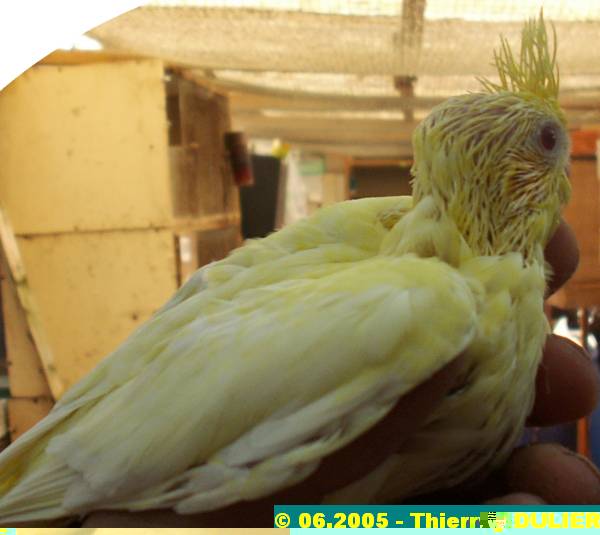 joues jaunes bronze fallow cinnamon opaline - CALOPSITTES JOUES JAUNES - JEUNES Jj%20007