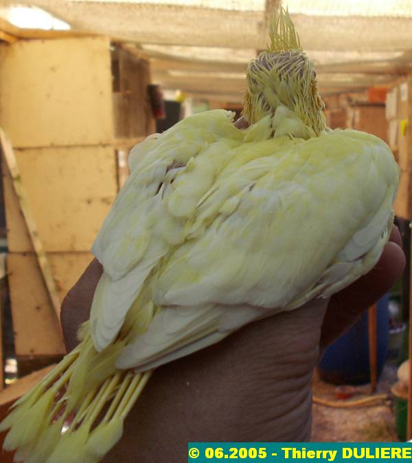 joues jaunes bronze fallow cinnamon opaline - CALOPSITTES JOUES JAUNES - JEUNES Jj%20008