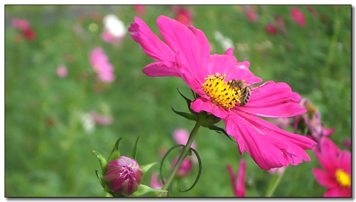 [Proxy] Abeille en Périgord :) Jachere-abeille-DSCF0701