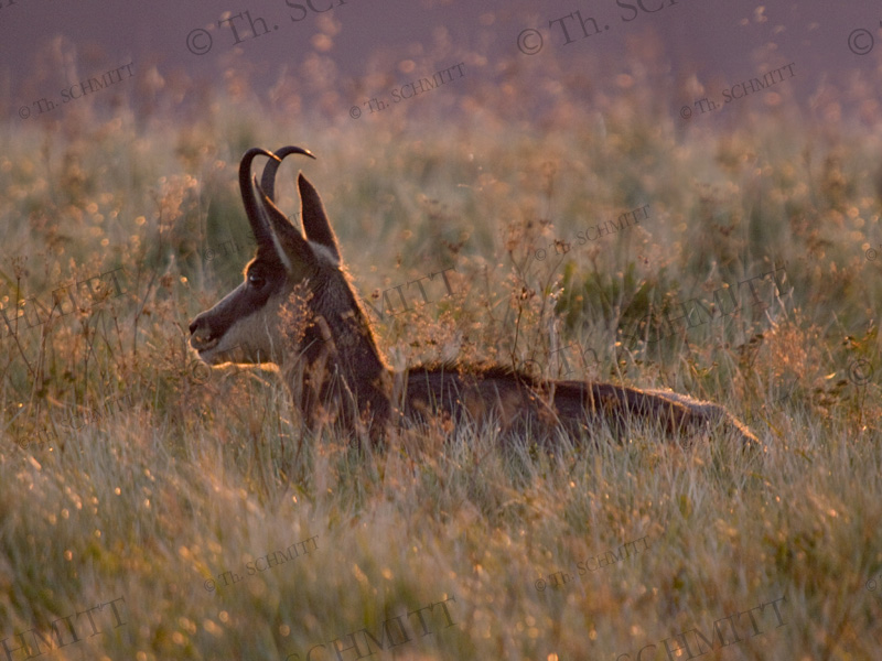 Chamois au lever du jour P8201680