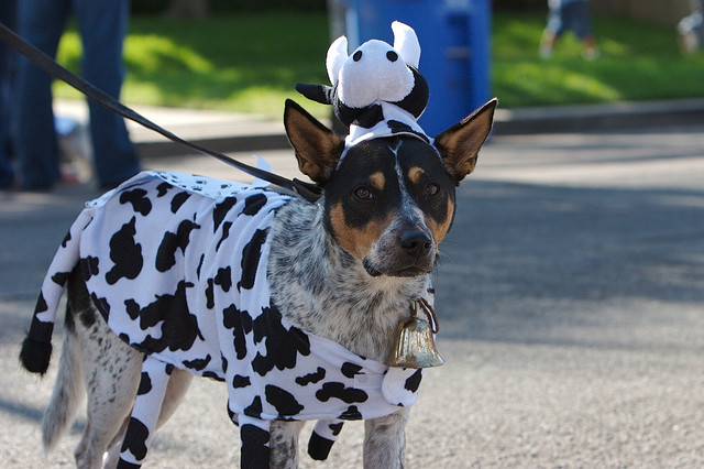 ரசிக்கும் விலங்குகள்  - Page 2 Dog-cow-costume