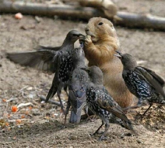 ரசிக்கும் விலங்குகள்  - Page 2 Ground-squirell-birds