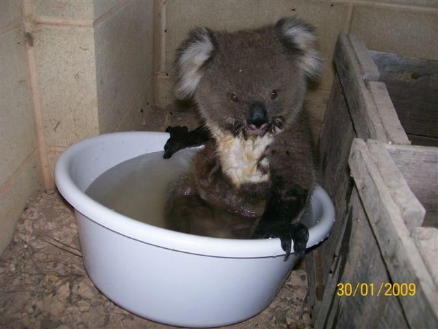 ரசிக்கும் விலங்குகள்  - Page 3 Koala-bear-bath