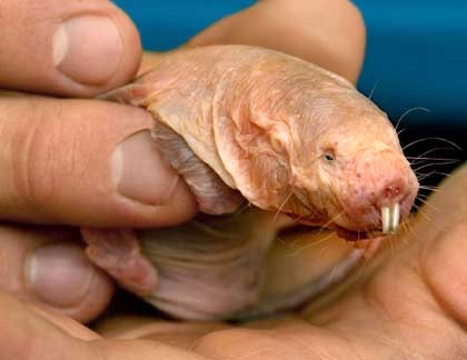 ரசிக்கும் விலங்குகள்  - Page 2 Naked-mole-rat