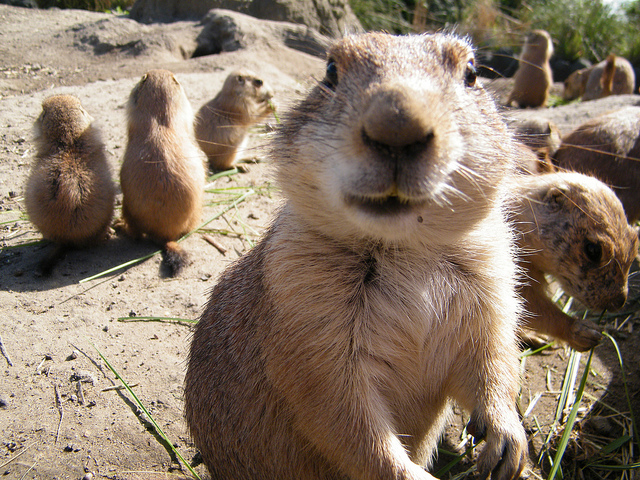 ரசிக்கும் விலங்குகள்  - Page 2 Prairie-dog-closeup