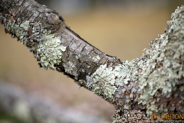 Photos de branches... Lichen%20Branch-M