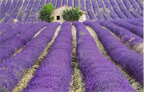 Tham khảo một vài hình ảnh đẹp và nơi nên đến khi đi châu âu Lavender