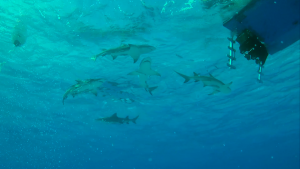  [FsVN] Adventure Caribbean Diving With Sharks (Abenteuer Karibik 3D: Tauchen mit den Haien) (2012) Blu-ray 3D 1080p AVC DTS-HD 5.1-HDChina A8eab3215338449