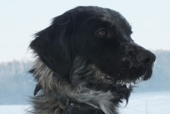 Gimli, mon chien de talus A5f609279154805