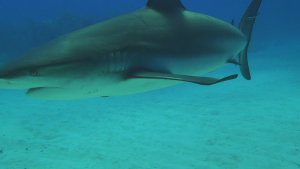  [FsVN] Adventure Caribbean Diving With Sharks (Abenteuer Karibik 3D: Tauchen mit den Haien) (2012) Blu-ray 3D 1080p AVC DTS-HD 5.1-HDChina Bff8a0215338492